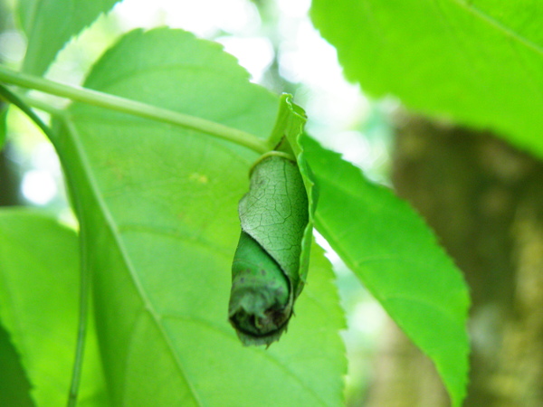 32-02尖葉槭上蟲巢.JPG 32-02尖葉槭上蟲巢.JPG