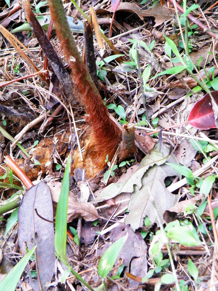 35-01金狗毛蕨.JPG 35-01金狗毛蕨.JPG