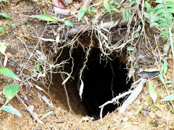 35-02穿山甲洞.JPG 35-02穿山甲洞.JPG