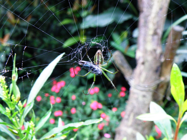 01-01大銀腹蜘蛛母的.JPG 01-01大銀腹蜘蛛母的.JPG