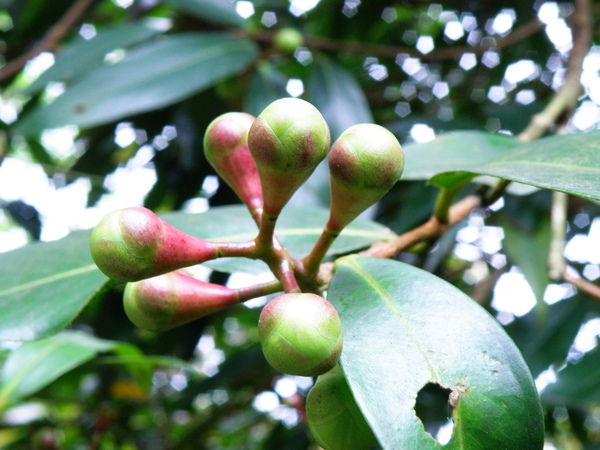 05-03蒲桃.JPG 05-03蒲桃.JPG