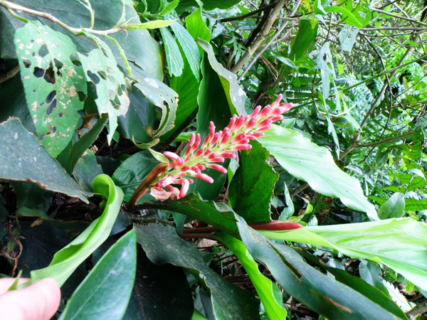 16-04日本山薑.JPG 16-04日本山薑.JPG