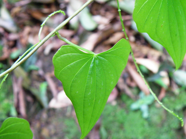 23-03華南薯蕷.JPG 23-03華南薯蕷.JPG