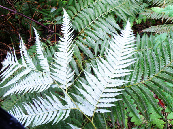 35-02金狗毛蕨.JPG 35-02金狗毛蕨.JPG