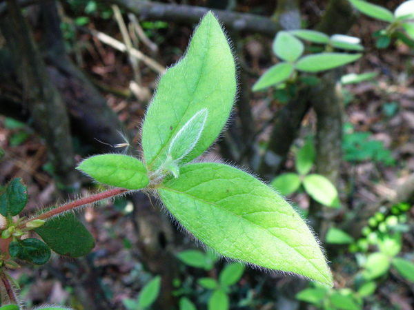 36-06金毛杜鵑毛多多.JPG 36-06金毛杜鵑毛多多.JPG