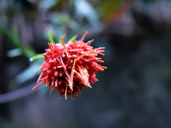 13-04紅菜紅黃花.JPG