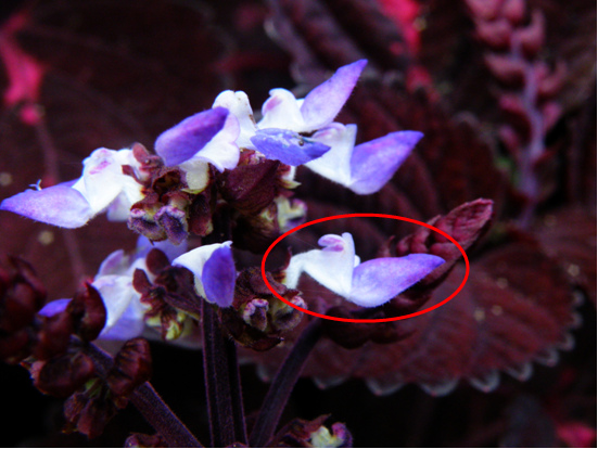 17-06 彩葉草花　.bmp