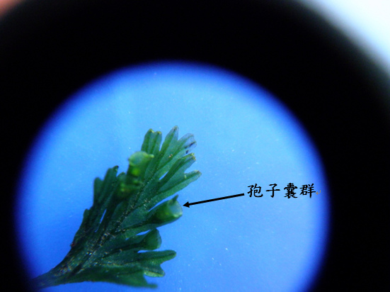 25-03孢子囊群.bmp