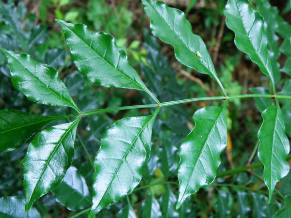 09-03光臘樹.JPG 09-03光臘樹.JPG