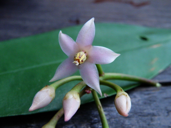 03-02春不老.JPG 03-02春不老.JPG