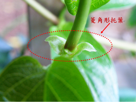 10-04雞屎藤托葉.bmp 10-04雞屎藤托葉.bmp