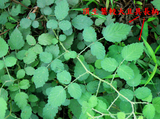 04-04刺莓.bmp 04-04刺莓.bmp