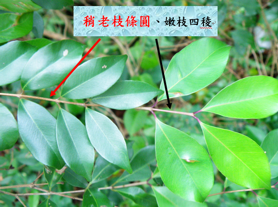 11-03台灣赤楠.bmp 11-03台灣赤楠.bmp