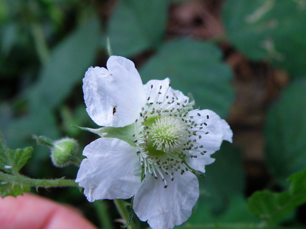 04-01刺莓.JPG 04-01刺莓.JPG