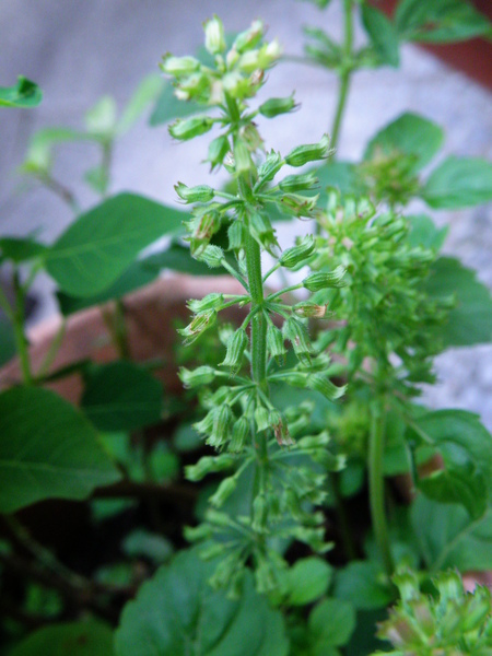 15-06塔花.JPG 15-06塔花.JPG