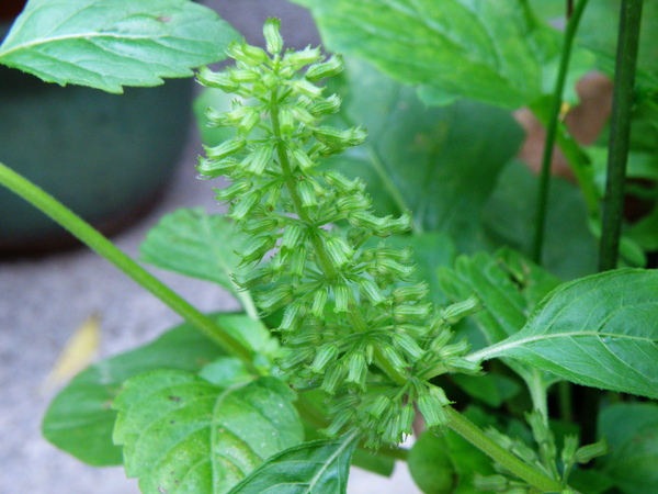 15-04塔花.JPG 15-04塔花.JPG