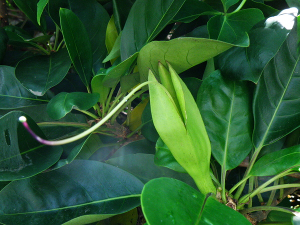 13-08金杯藤.JPG 13-08金杯藤.JPG