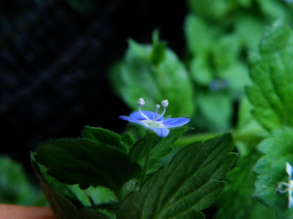 01-07台北水苦藚阿拉伯婆婆納.JPG 01-07台北水苦藚阿拉伯婆婆納.JPG