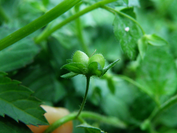 01-05台北水苦藚阿拉伯婆婆納.JPG 01-05台北水苦藚阿拉伯婆婆納.JPG