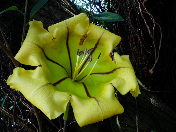 13-05金杯藤.JPG 13-05金杯藤.JPG