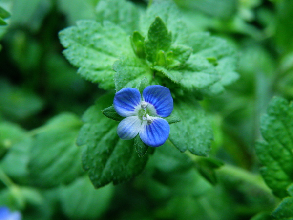 01-02台北水苦藚阿拉伯婆婆納.JPG 01-02台北水苦藚阿拉伯婆婆納.JPG