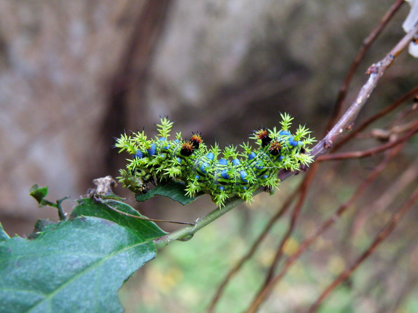 06-01白圈三線蝶.JPG 06-01白圈三線蝶.JPG