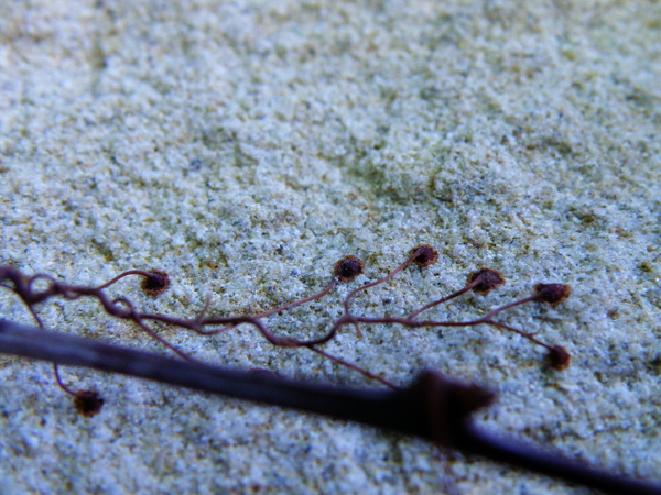 12-03爬牆虎.JPG 12-03爬牆虎.JPG