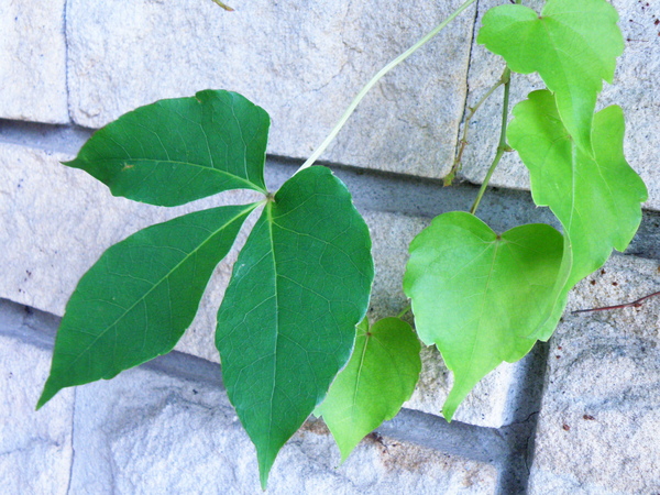 12-02爬牆虎.JPG 12-02爬牆虎.JPG