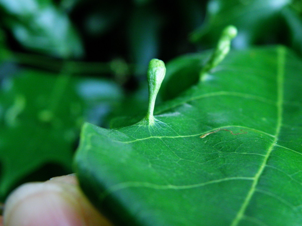 05-01水黃皮的蟲癭.JPG 05-01水黃皮的蟲癭.JPG