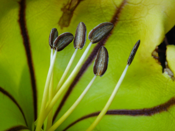 13-06金杯藤.JPG 13-06金杯藤.JPG