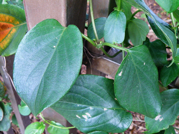 10-03雞屎藤.JPG 10-03雞屎藤.JPG