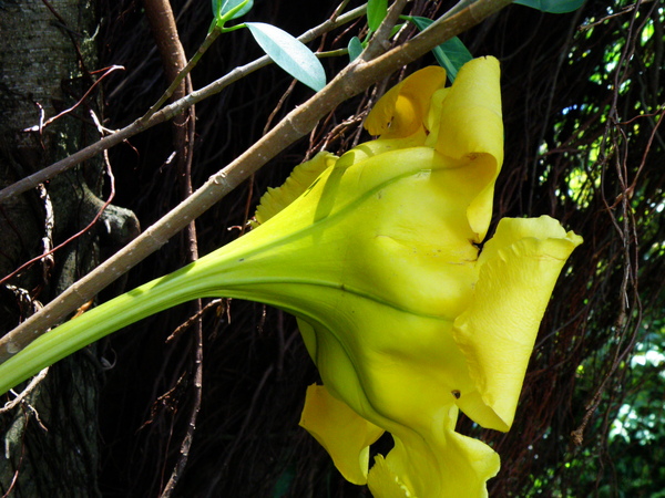 13-07金杯藤.JPG 13-07金杯藤.JPG