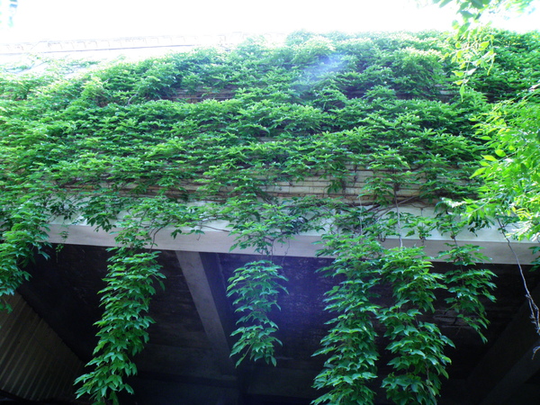 12-01爬牆虎.JPG 12-01爬牆虎.JPG