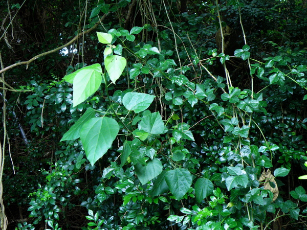 08-01扛香藤.JPG 08-01扛香藤.JPG