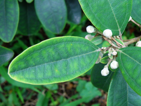 07-02桃金孃.JPG 07-02桃金孃.JPG