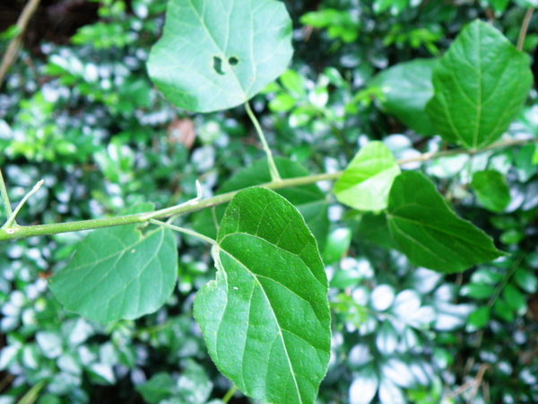 08-02扛香藤.JPG 08-02扛香藤.JPG