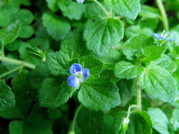 01-01台北水苦藚阿拉伯婆婆納.JPG 01-01台北水苦藚阿拉伯婆婆納.JPG