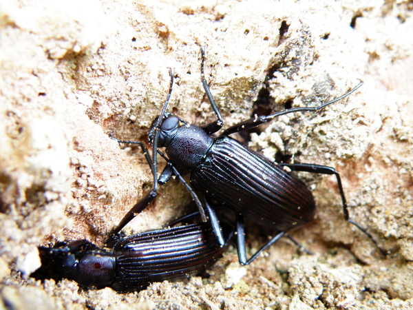 06-02擬步行蟲.JPG 06-02擬步行蟲.JPG