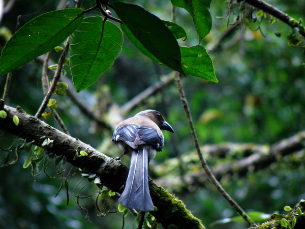 04-01樹雀.JPG 04-01樹雀.JPG