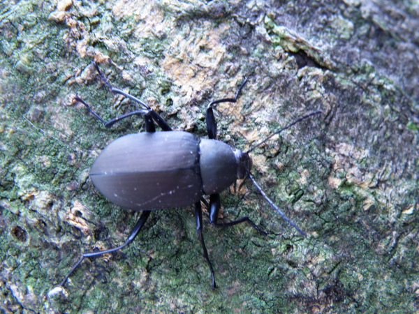 06-03擬步行蟲.JPG 06-03擬步行蟲.JPG