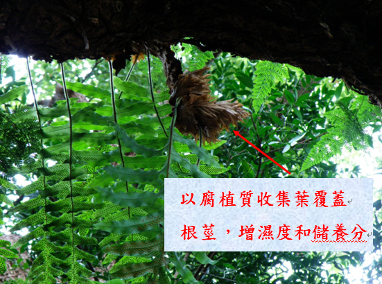 09-01槲蕨.bmp 09-01槲蕨.bmp