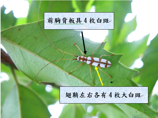 11-03高砂白天牛.bmp 11-03高砂白天牛.bmp