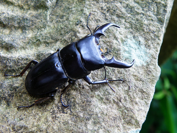 16-01扁鍬形蟲.JPG 16-01扁鍬形蟲.JPG