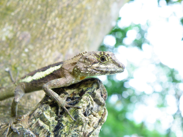 19-03公的斯文豪攀蜥.JPG 19-03公的斯文豪攀蜥.JPG