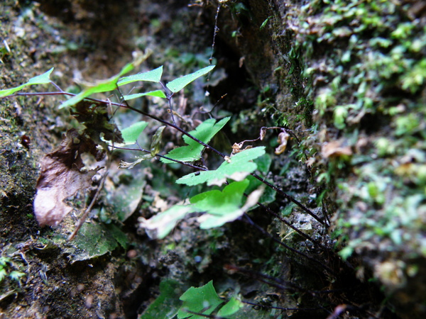 01-03枯乾的地錢旁邊的鐵線蕨.JPG 01-03枯乾的地錢旁邊的鐵線蕨.JPG