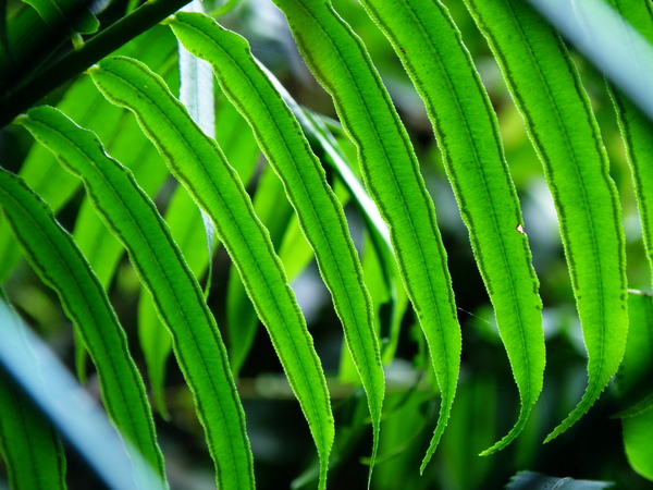 03-01觀音座蓮孢子囊群.JPG 03-01觀音座蓮孢子囊群.JPG