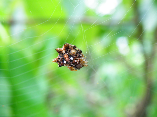 05-03古氏脊蛛.JPG 05-03古氏脊蛛.JPG