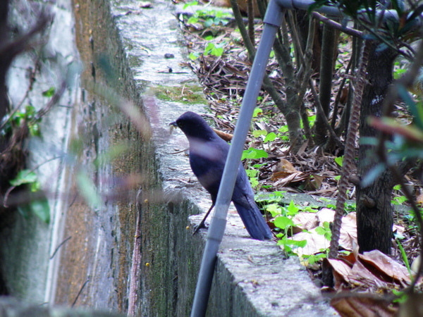 07-01紫嘯鶇.JPG 07-01紫嘯鶇.JPG