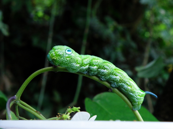 17-01雙斑白肩天蛾的幼蟲.JPG 17-01雙斑白肩天蛾的幼蟲.JPG