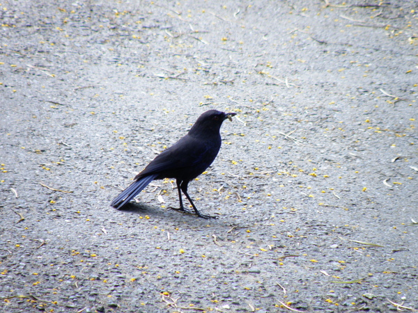 07-02紫嘯鶇.JPG 07-02紫嘯鶇.JPG